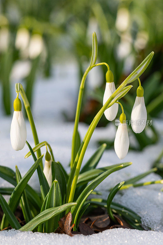 花絮或雪花莲花在融化的雪在一个春天的一天