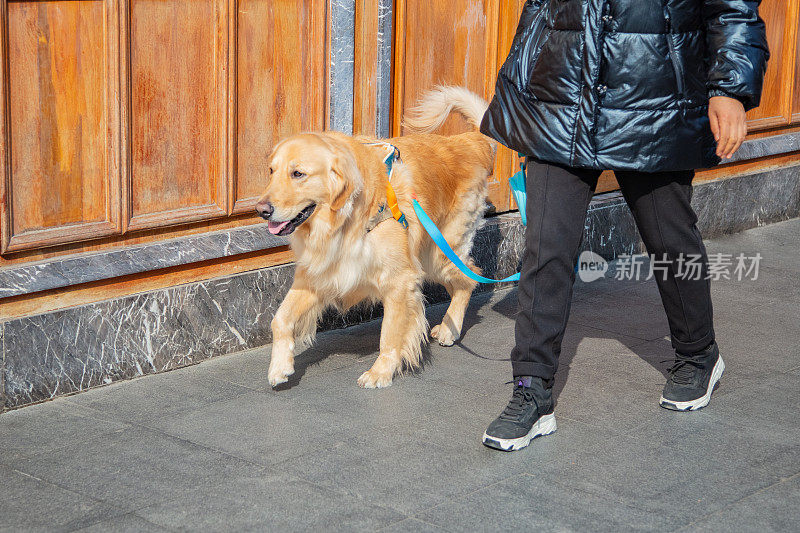 金毛猎犬和主人在城里散步