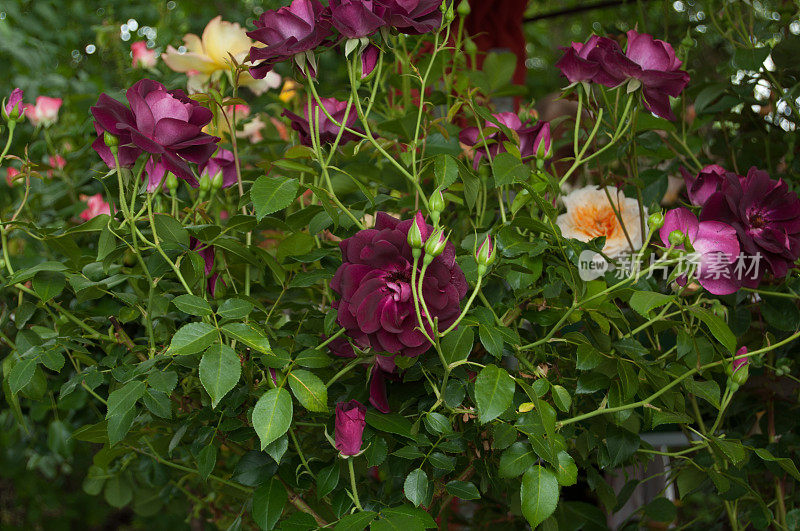 芬芳的玫瑰盛开。华盛顿公园玫瑰花园
