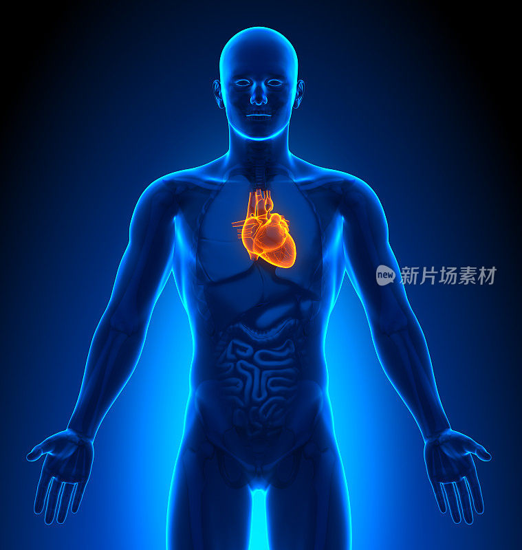医学影像-男性器官心脏