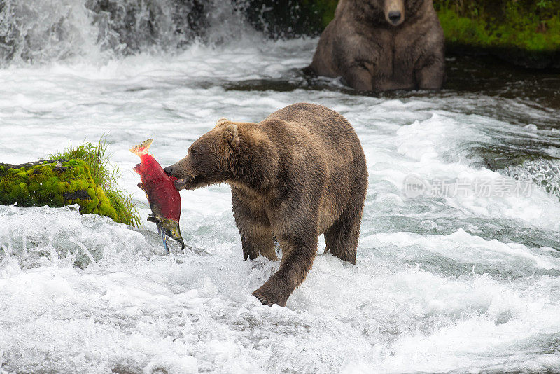 阿拉斯加棕熊和鲑鱼