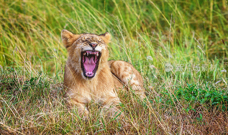 非洲肯尼亚的小狮子在草丛中打哈欠