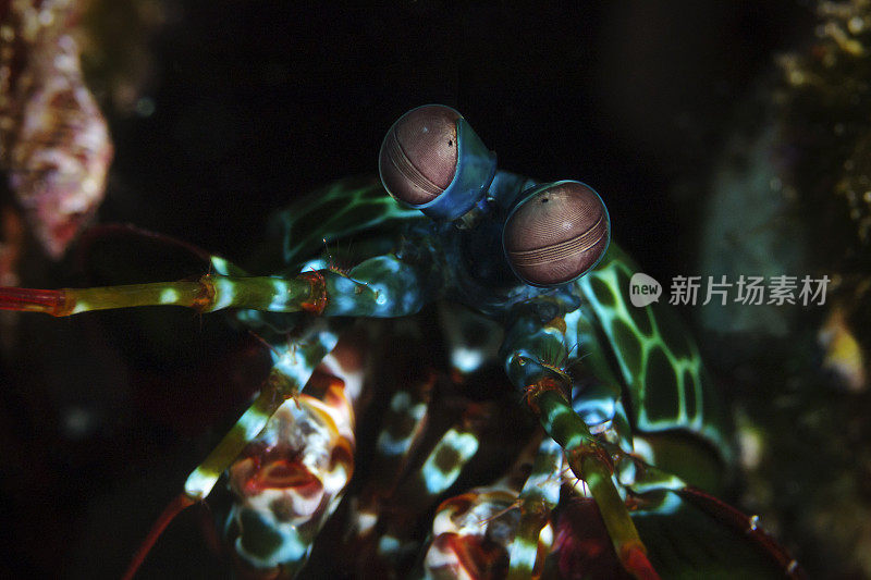 螳螂螳螂虾皮草虾