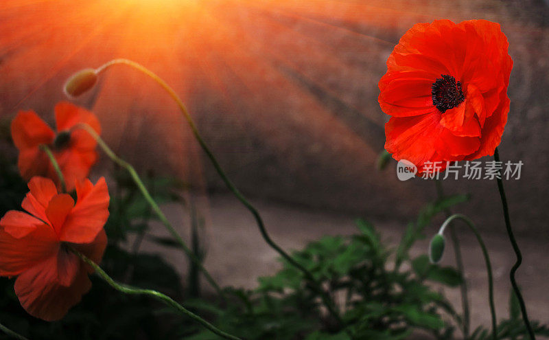 阳光下的野生罂粟花。怀念之情。