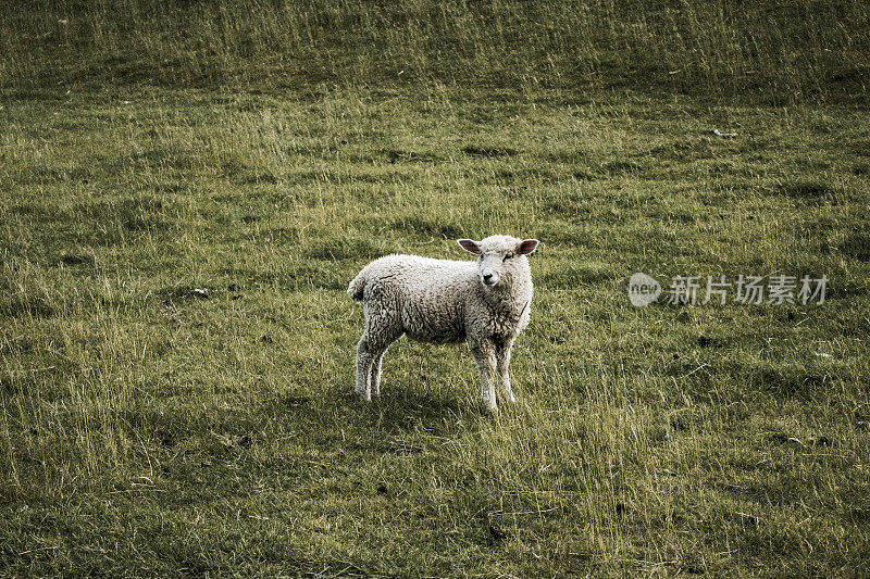 田野上一只孤独的小羊羔