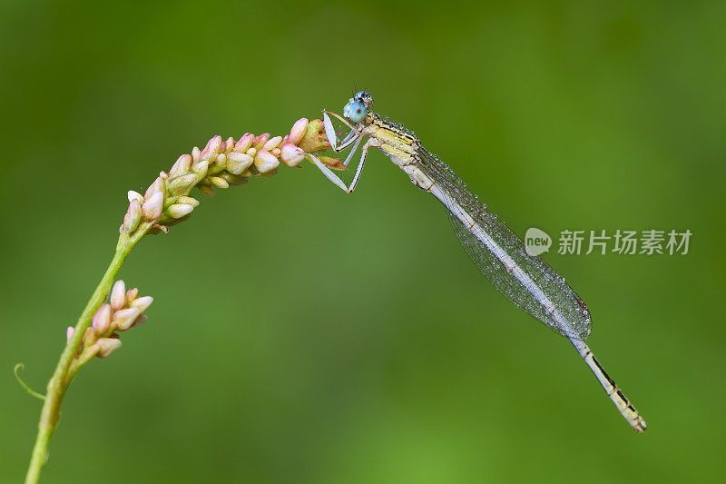 花中的豆娘。