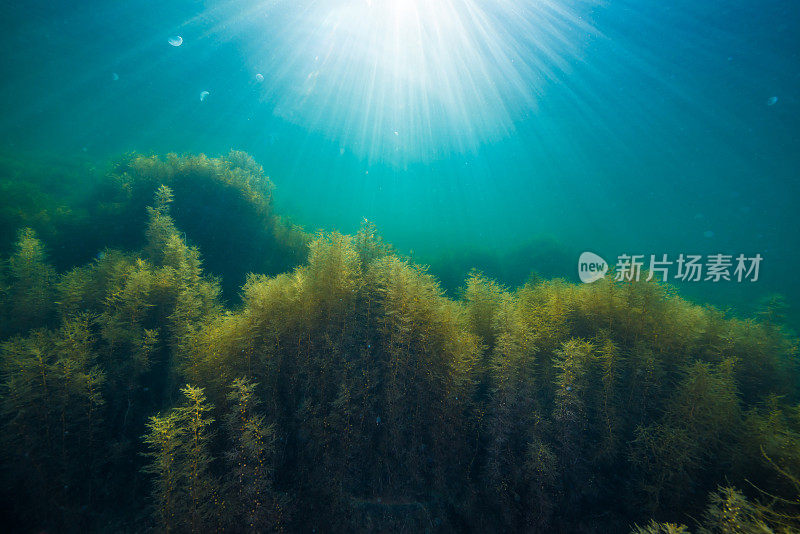 森林的海藻