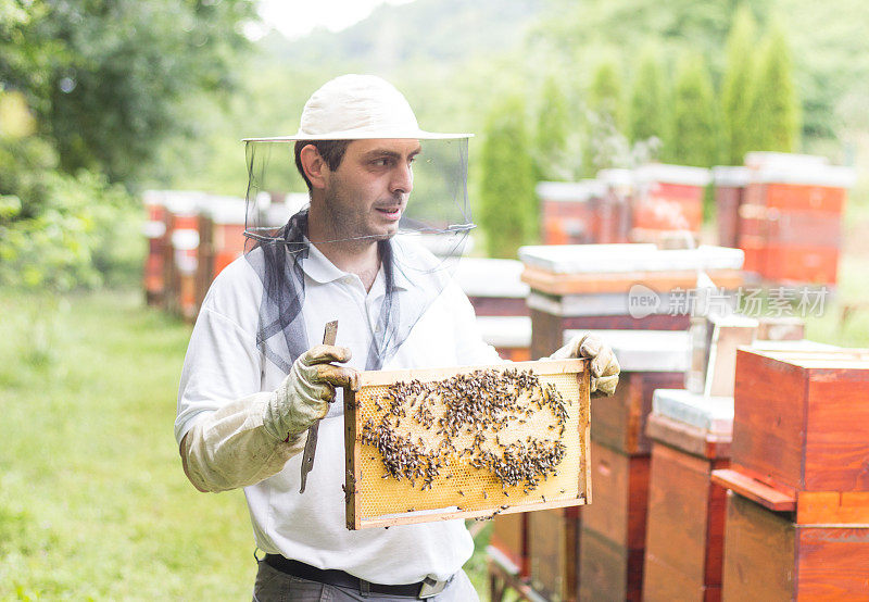 养蜂人在检查蜂箱