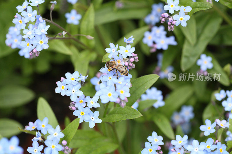 蜜蜂在勿忘我