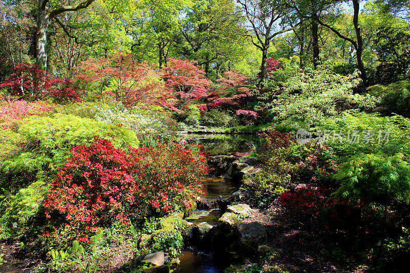 有小溪、瀑布、枫树(槭树)和杜鹃花的日本花园