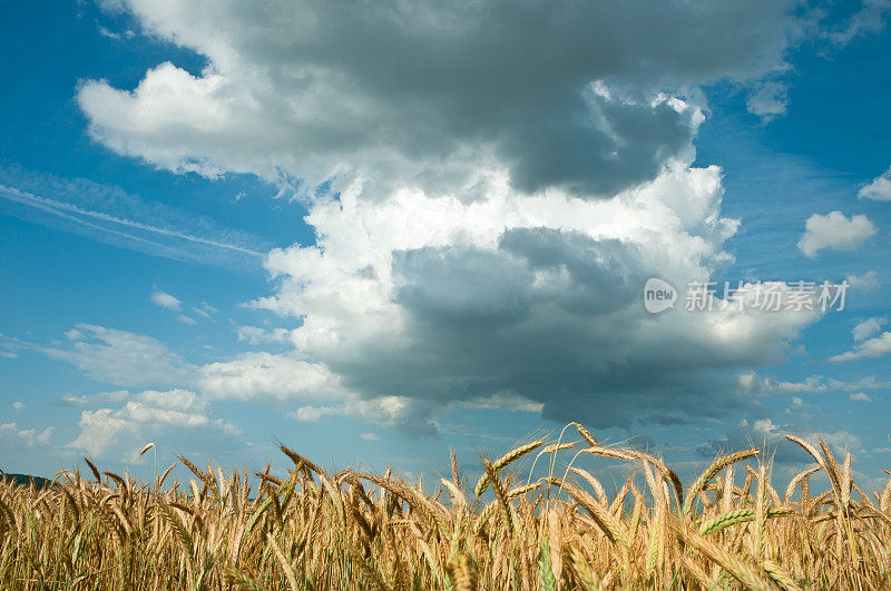 黑麦田上的雷云-农业景观