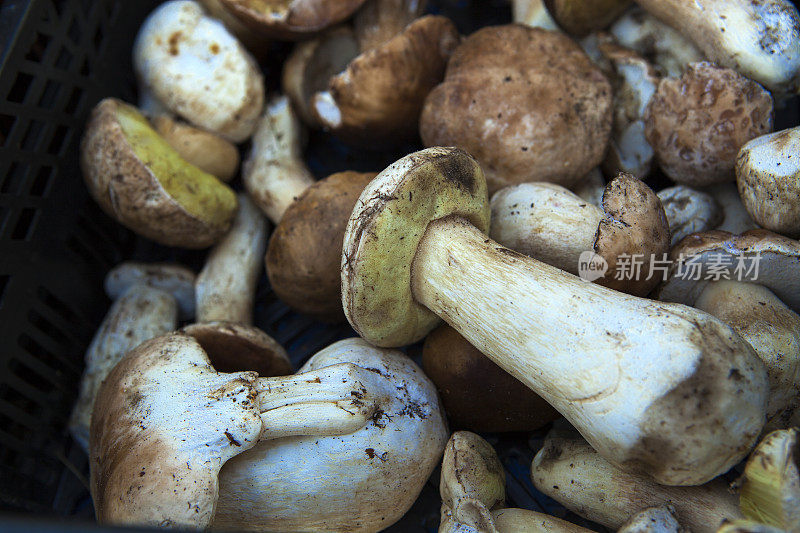 市场上的野生蘑菇