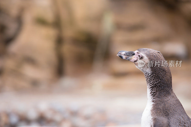 猫鼬远眺特写镜头