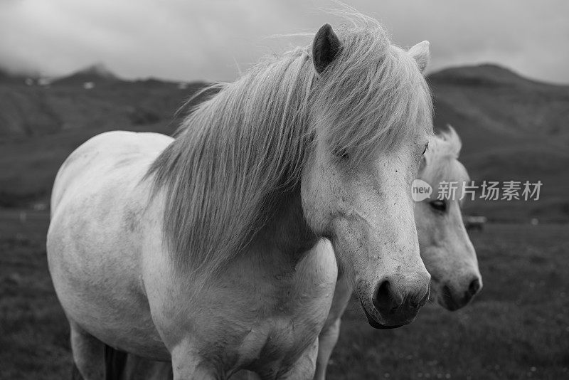 两匹黑白相间的冰岛白马