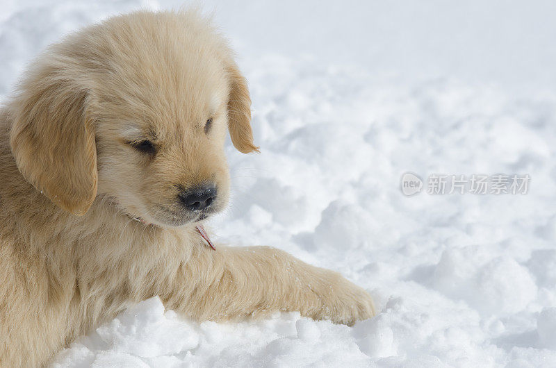 雪中的金毛寻回犬