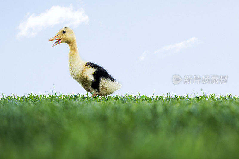 小鸭子