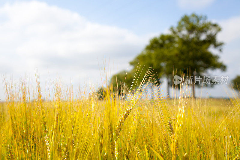 麦田