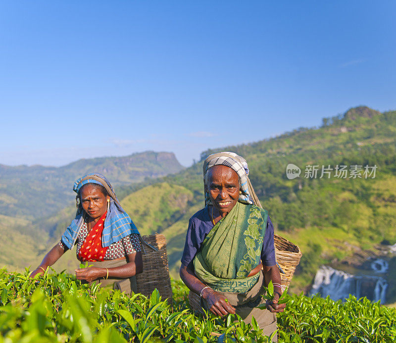 斯里兰卡妇女采摘茶叶