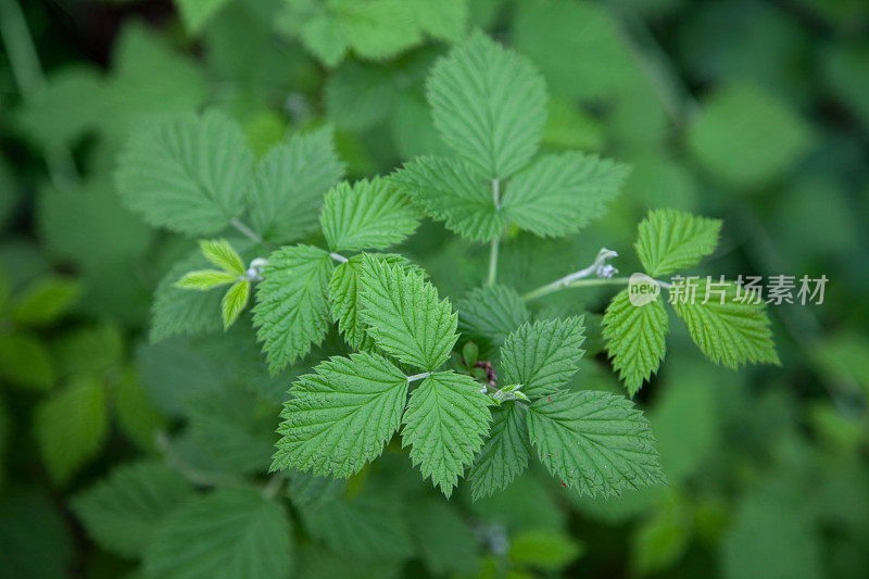 春天的新鲜荨麻