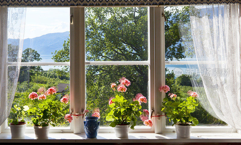 透过窗户欣赏哈丹格峡湾的粉红色天竺葵，挪威。