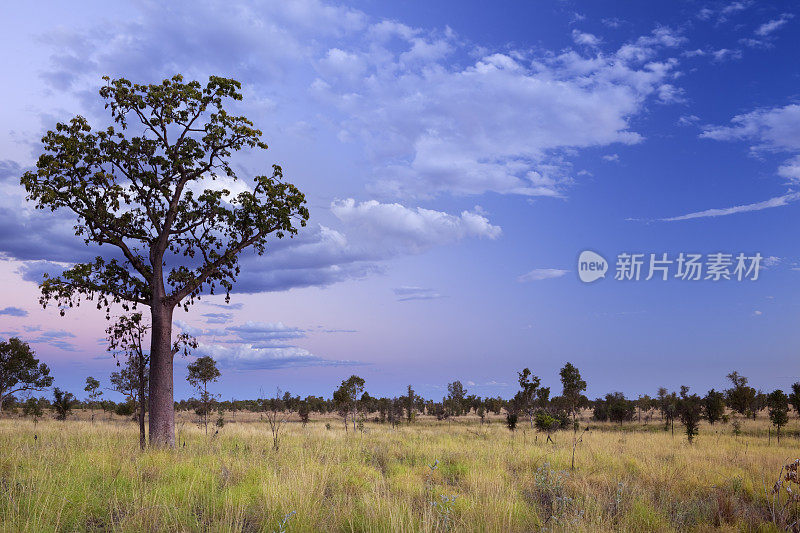 黄昏时分，西澳大利亚温德加那峡谷的野猪树