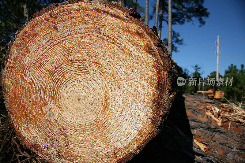 木材工业为了发展而砍伐松树