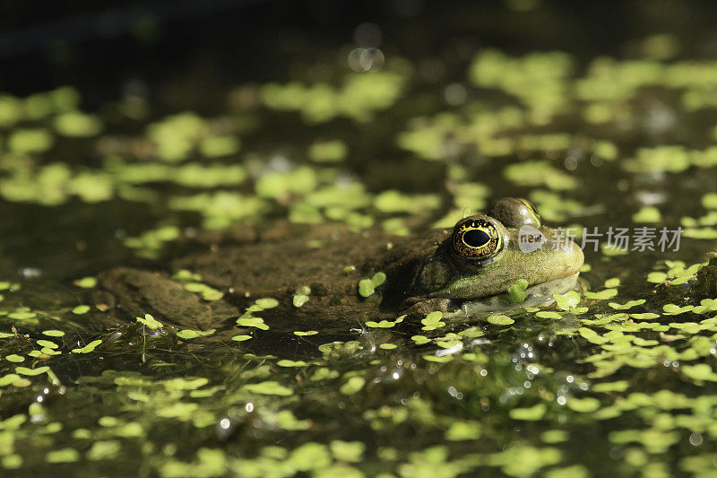 沼泽的青蛙