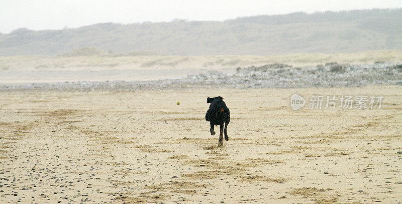 杜宾在海滩上追逐一个球的背影