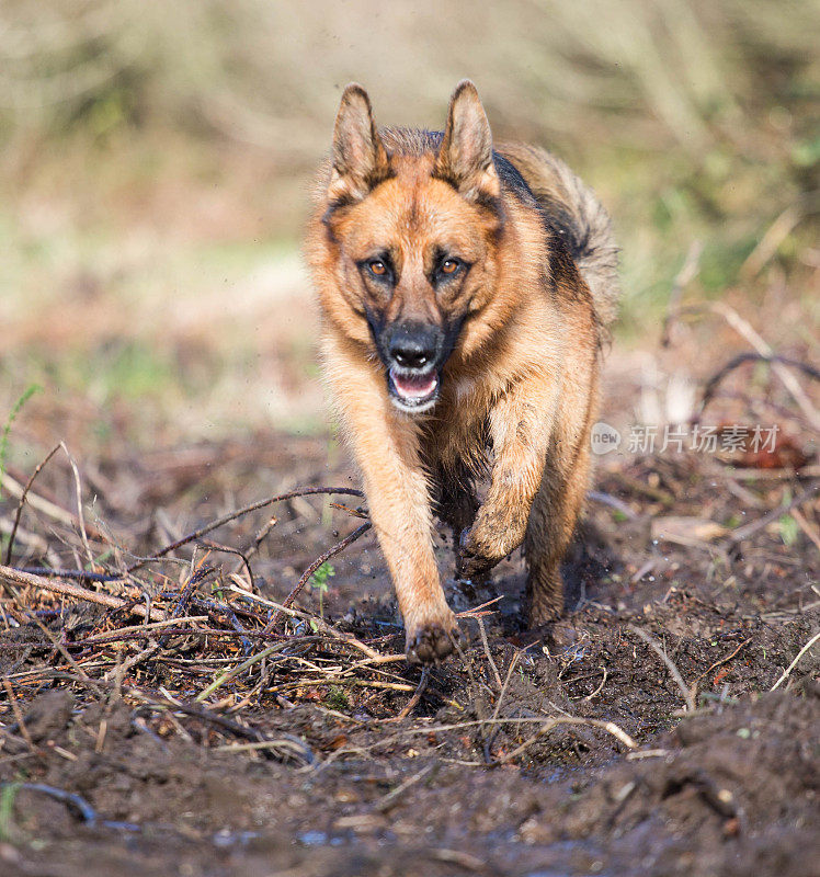 在泥泞中奔跑的德国牧羊犬
