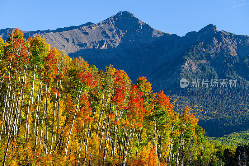 风景秀丽的秋杨树和崎岖的山峰