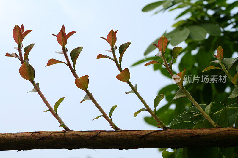 一棵树的芽按顺序向上生长