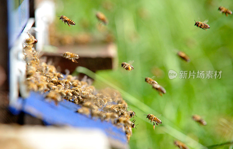 蜂箱前的一群蜜蜂