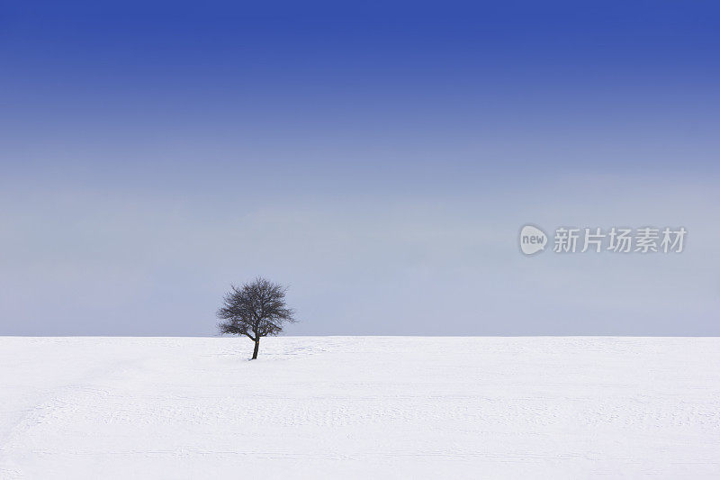 雪地上的一棵树