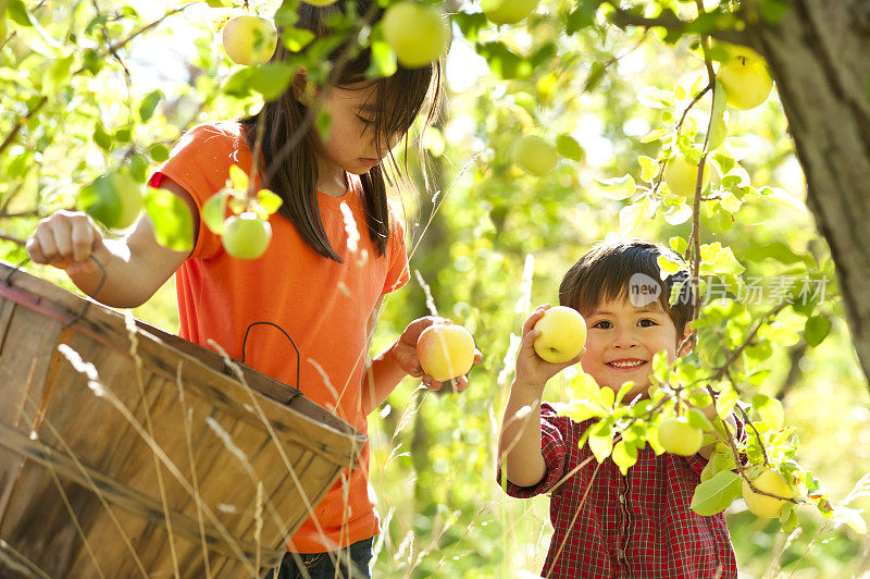 哥哥和妹妹在秋天摘苹果