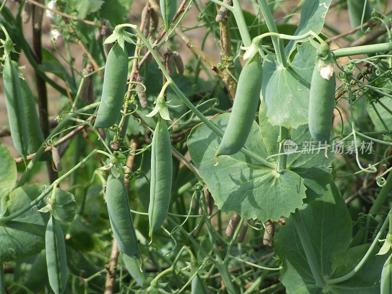 花园豌豆