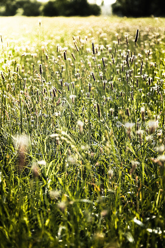 炎热的夏日里，草地上开满了大车前草的花