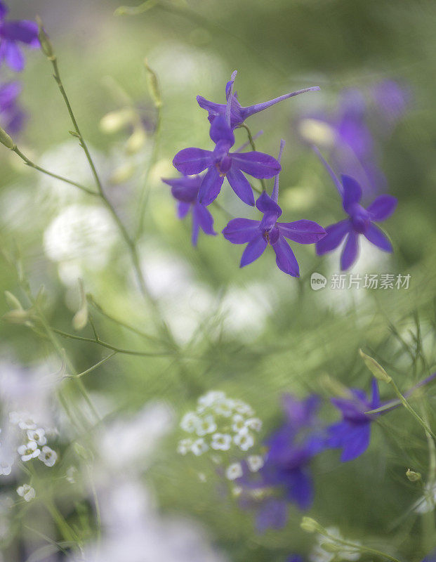 花园里的野花