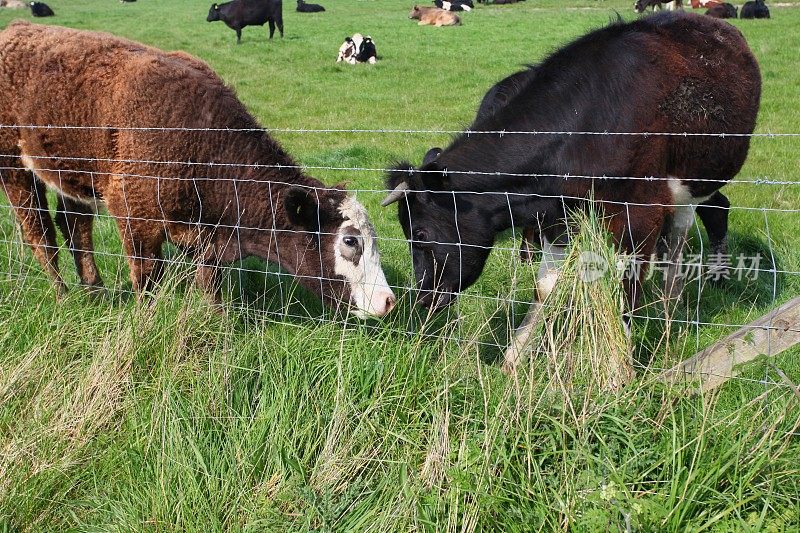 在农田里吃草的牛
