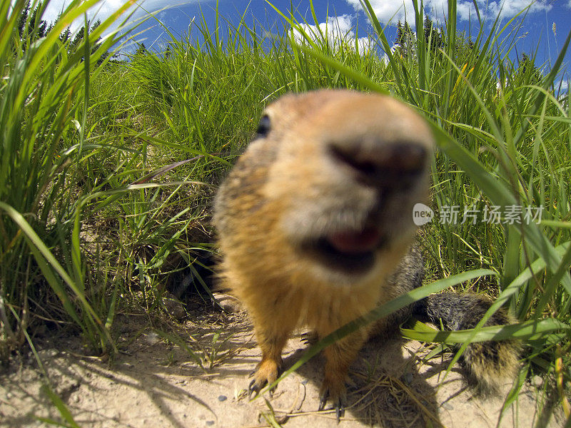 土拨鼠特写镜头