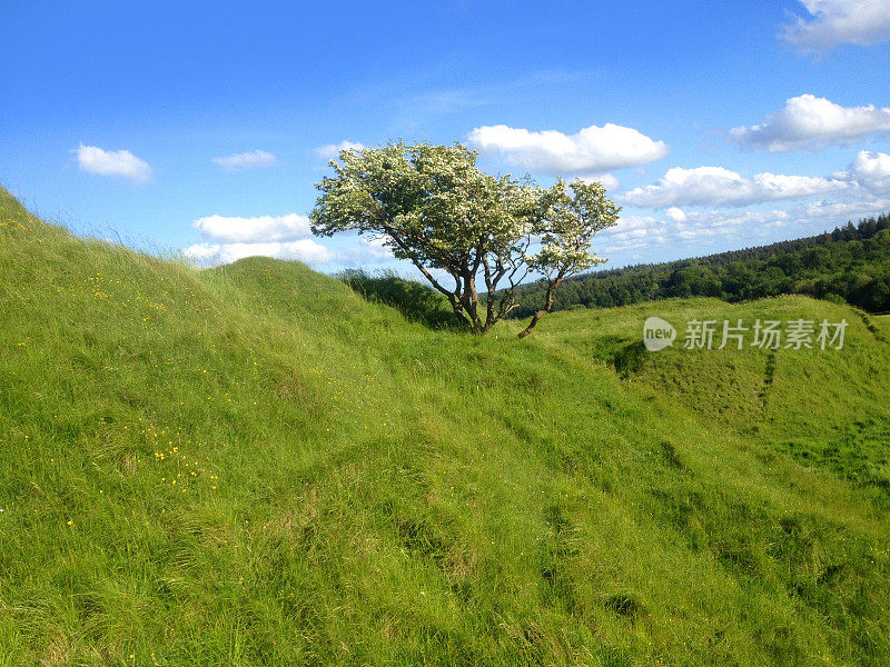 绿色的山坡在英国乡村，蓝天，老山楂树