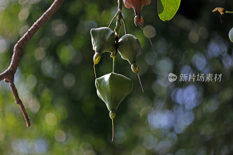 印度尼西亚:白杨的箱形果实