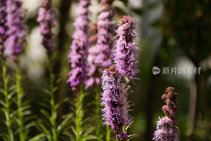 紫花百合，多茎于园林中，景深浅。