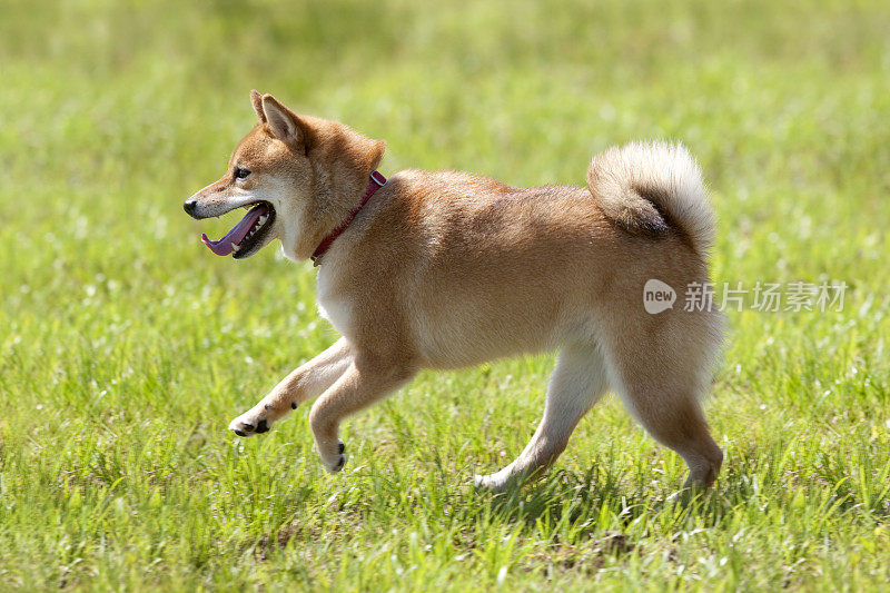 日本传统狗(柴犬)