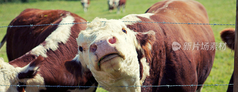 一只饥饿的母牛看着栅栏很滑稽