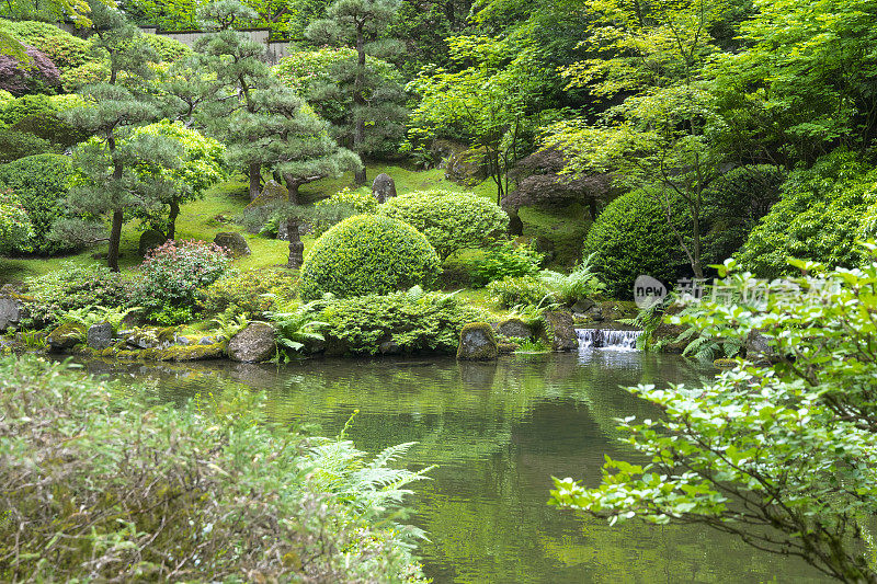 波特兰日本花园漫步池春绿灌木树木