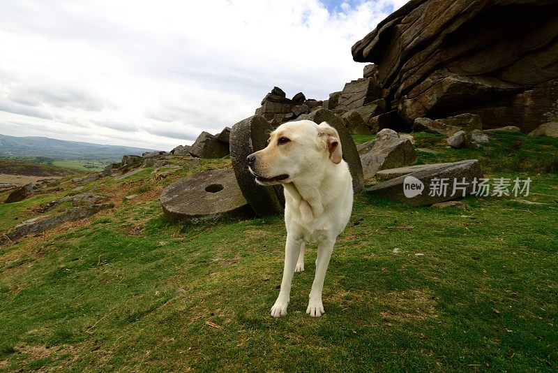 拉布拉多寻回犬