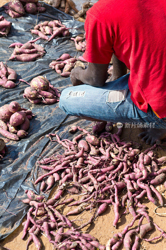 莫桑比克楠普拉省，市场上卖土豆的小贩。
