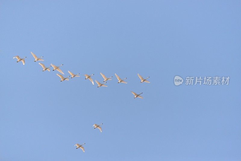 苔原天鹅鸟群飞越