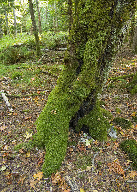 苔藓树和根