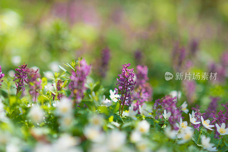 春香草(延胡索)和木银莲花